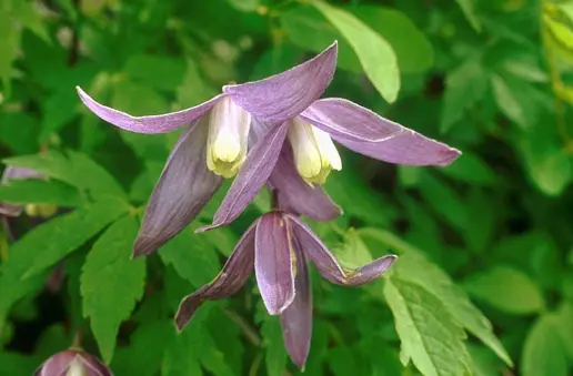Clematis Alpina