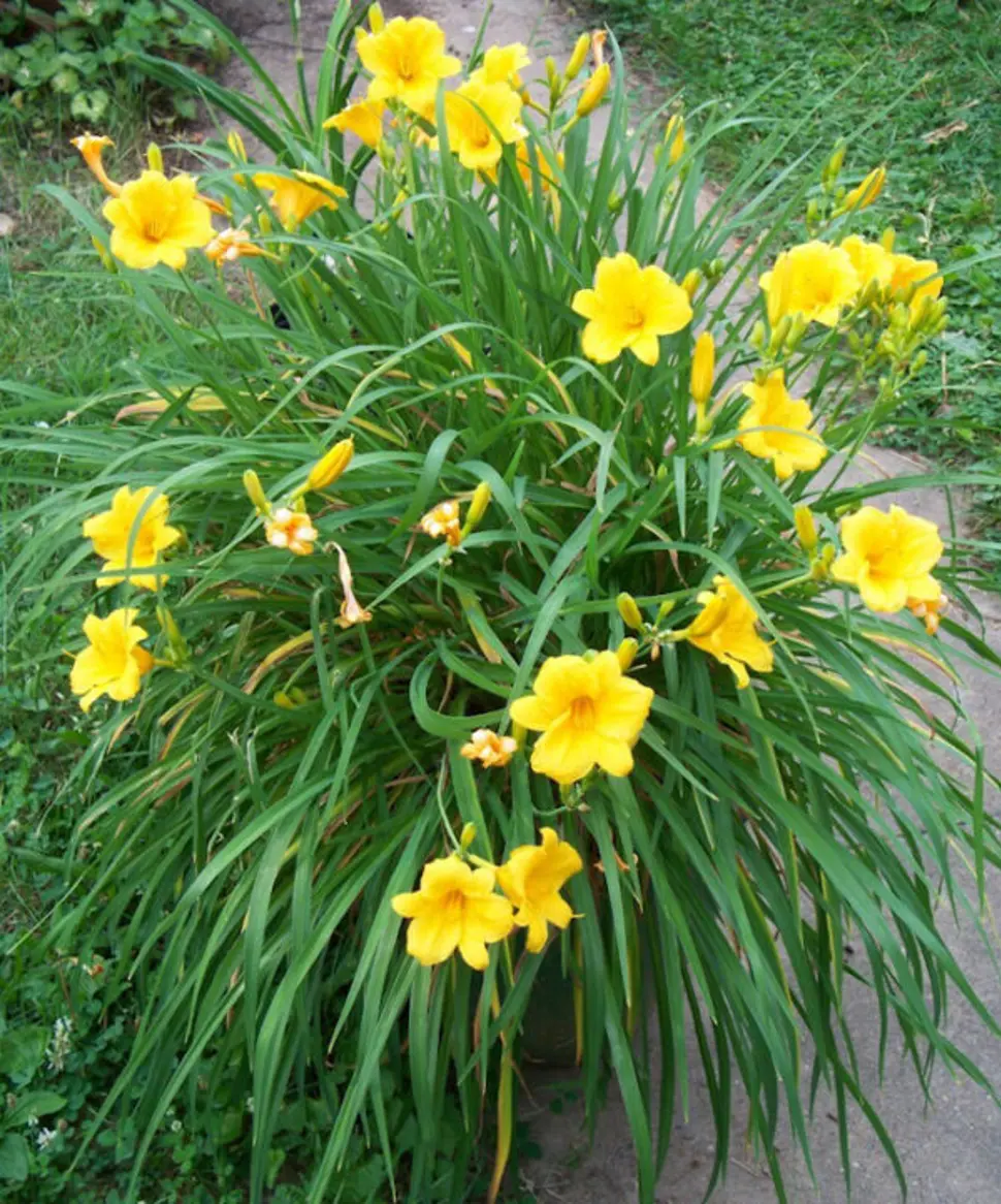 Hemerocallis