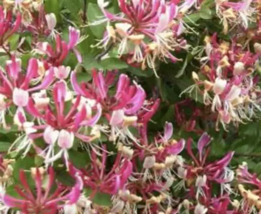 Lonicera Periclymenum