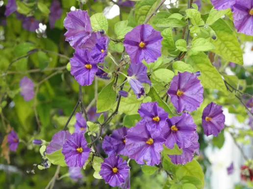 Solanum Rantonnetii