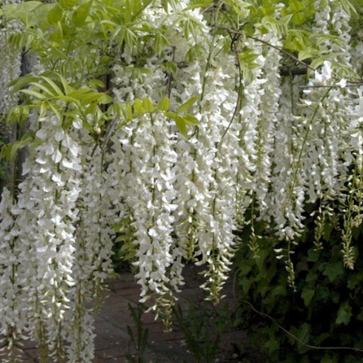 Glicine Wisteria Sinensis Alba