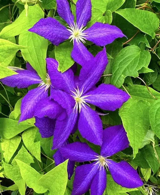 Clematis Jackmanii 