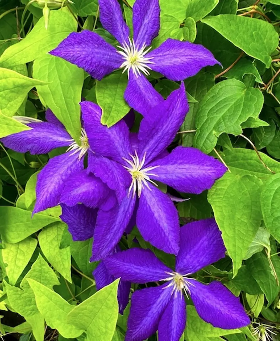 Clematis Jackmanii 