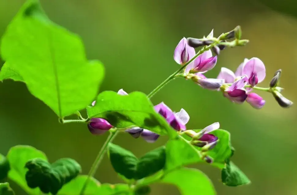 Lespedeza thunbergii - Lespedeza Edo Shibori