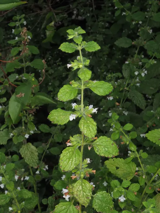 Melissa officinalis