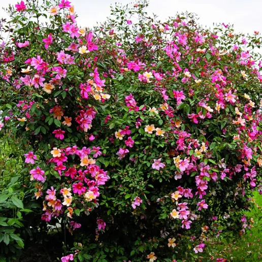 Rosa Mutabilis